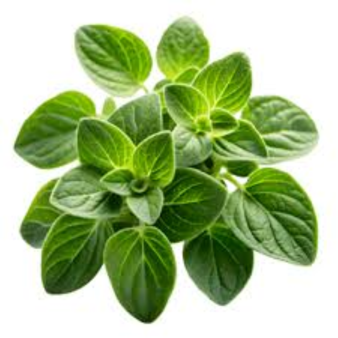 FRESH   OREGANO 